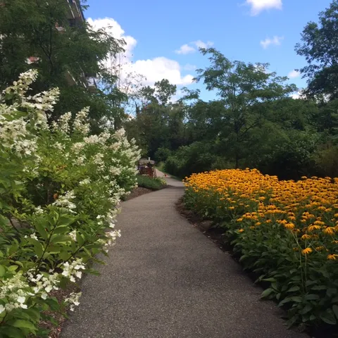 Garden walkway bordered by white shrubs and yellow flowers.