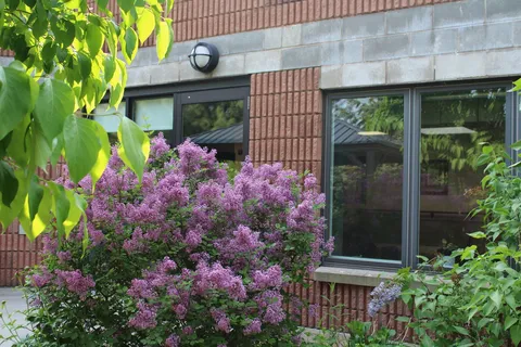 Flowering shrubs beside the brick residence windows.