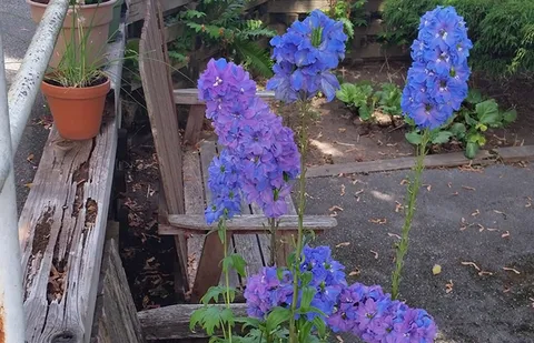 Purple flowers beside a wooden garden railing