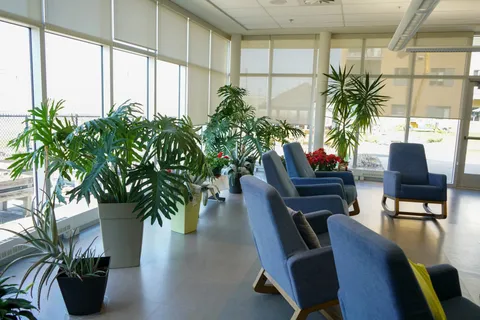 Blue armchairs and potted plants beside tall windows