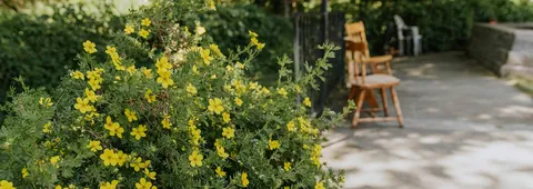 Yellow flowers beside a paved garden path and wooden chair