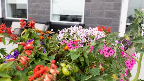 Colourful flowers growing beside the residence windows.